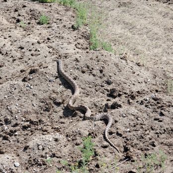 Rosewood Nature Study Area - Friendly snake! - Parks Near Me - Reno, Nevada Rosewood Nature Study Area - Friendly snake! - Parks Near Me - Reno, Nevada