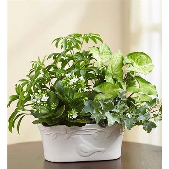 Exotica Florist - I ordered this beautiful plant arrangement for a funeral - Florists Near Me - Fairfax, Virginia