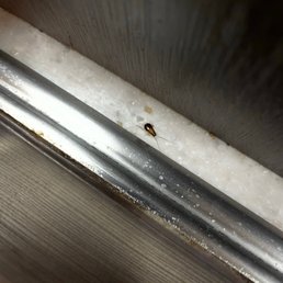 Roach crawling around the open coffee creamer, open sugar and coffee lids.
