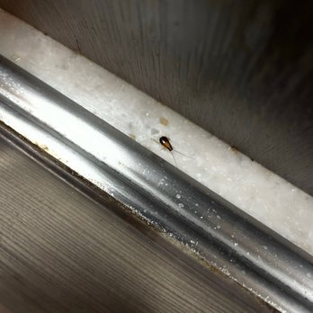 RaceTrac - Roach crawling around the open coffee creamer, open sugar and coffee lids. - Gas Stations Near Me - Lithia Springs, Georgia