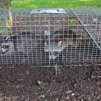 Proteck Wildlife Solutions - Pest Control Near Me - Winter Springs, Florida Proteck Wildlife Solutions - Pest Control Near Me - Winter Springs, Florida
