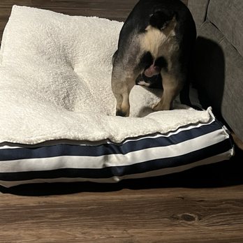 K9s Only - Photo of trouble standing while extremely tired - Pet Sitting Near Me - Los Angeles, California K9s Only - Photo of trouble standing while extremely tired - Pet Sitting Near Me - Los Angeles, California