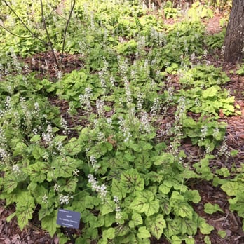 Atlanta Botanical Garden - Botanical Gardens Near Me - Gainesville, Georgia