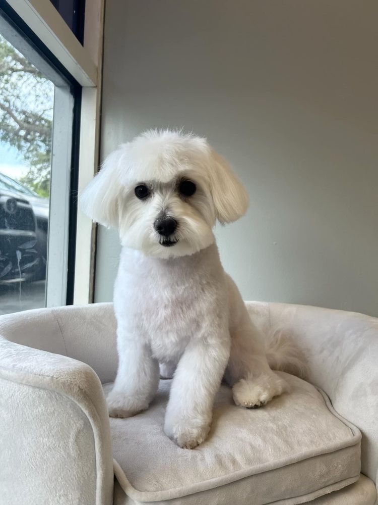 ROXY’S PET SPA Updated September 2024 1402 Old Dixie Hwy, Vero