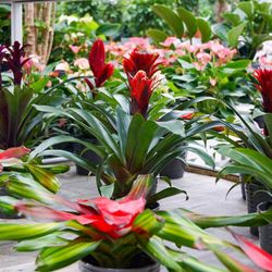 Blumen - und Gartencenter Schmitt