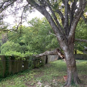 SavATree Austin - Tree Services Near Me - Austin, Texas SavATree Austin - Tree Services Near Me - Austin, Texas