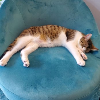Naughty Cat Cafe - Sleepy cat - Coffee & Tea Near Me - Chattanooga, Tennessee Naughty Cat Cafe - Sleepy cat - Coffee & Tea Near Me - Chattanooga, Tennessee