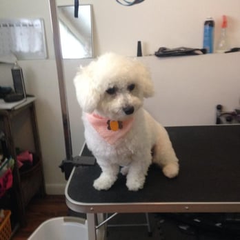 Kim's Kutz - All the latest equipment for giving the best care for my clients and their dogs grooming needs. - Pet Groomers Near Me - Romeoville, Illinois Kim's Kutz - All the latest equipment for giving the best care for my clients and their dogs grooming needs. - Pet Groomers Near Me - Romeoville, Illinois
