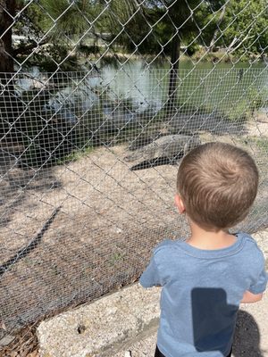 Gator Country by null