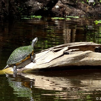 Riverbend Park - Yellow Bellied Slider turtle, while canoeing Riverbend Park. - Parks Near Me - Jupiter, Florida Riverbend Park - Yellow Bellied Slider turtle, while canoeing Riverbend Park. - Parks Near Me - Jupiter, Florida
