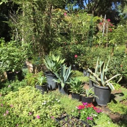 Tustin Meadows Nursery - Some plants