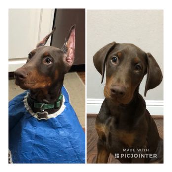 VCA Westside Animal Hospital - Veterinarians Near Me - Pearland, Texas VCA Westside Animal Hospital - Veterinarians Near Me - Pearland, Texas