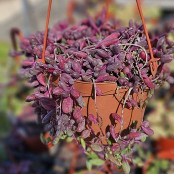 Green Touch Nursery - They're absolute pros when it comes to bringing out colorsin their succulents/plants - Nurseries & Gardening Near Me - Bellflower, California Green Touch Nursery - They're absolute pros when it comes to bringing out colorsin their succulents/plants - Nurseries & Gardening Near Me - Bellflower, California