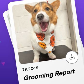 The Dog Salon - Pet Groomers Near Me - Charlotte, North Carolina