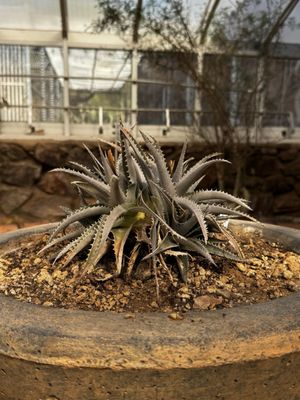 Boyce Thompson Arboretum by null