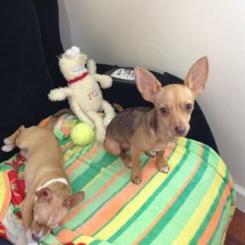 Estero Animal Hospital - The boys loved Dr. Larry! - Veterinarians Near Me - Estero, Florida