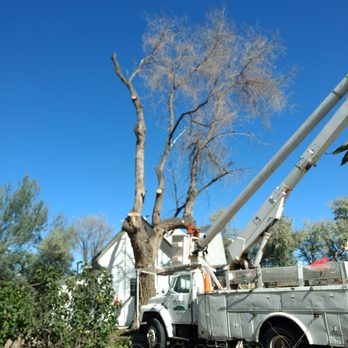 Dillmann's Tree Care - Tree Services Near Me - Loveland, Colorado Dillmann's Tree Care - Tree Services Near Me - Loveland, Colorado