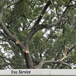 Ax butchered my 100 year old elm tree. An arborist who inspected the damage said it may die. Look at that split cut on the right. Ax butchered my 100 year old elm tree. An arborist who inspected the damage said it may die. Look at that split cut on the right.