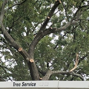 Ax Tree Services - Ax butchered my 100 year old elm tree. An arborist who inspected the damage said it may die. Look at that split cut on the right. - Landscaping Near Me - Bealeton , Virginia