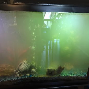 Fish Guy Russ - This was the before - Aquarium Services Near Me Fish Guy Russ - This was the before - Aquarium Services Near Me