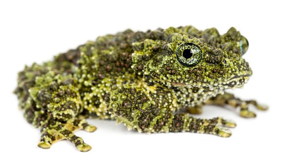 SHOW ME REPTILE SHOP - Updated June 2024 - 42 Agnes Dr, Troy, Missouri