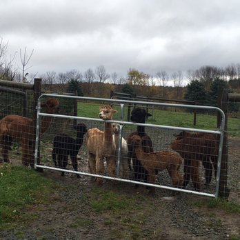 Buck Brook Alpacas - Groups of Alpaca - Attraction Farms Near Me - Roscoe, New York Buck Brook Alpacas - Groups of Alpaca - Attraction Farms Near Me - Roscoe, New York