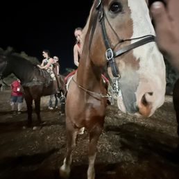 Beautiful horses
