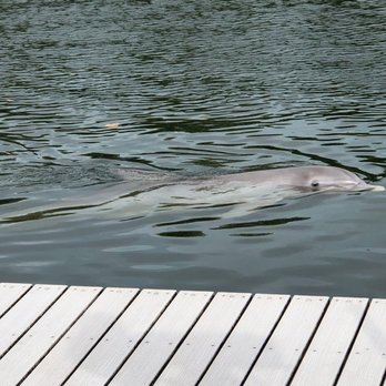 Dolphins Plus - Samantha!  Mama dolphin - Aquariums Near Me - Key Largo, Florida
