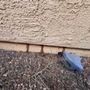 Desert Shield Pest Control