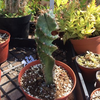 Green Touch Nursery - I was looking for this rare succulent plant, which is the spiral cactus for my aunt and I found it only here. - Nurseries & Gardening Near Me - Bellflower, California Green Touch Nursery - I was looking for this rare succulent plant, which is the spiral cactus for my aunt and I found it only here. - Nurseries & Gardening Near Me - Bellflower, California