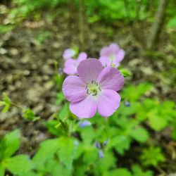 Bronte Creek Provincial Park
