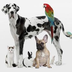Tlc Pet Care - Dogs, Cats, Birds, Exotics.. We have experience with all domesticated animals.