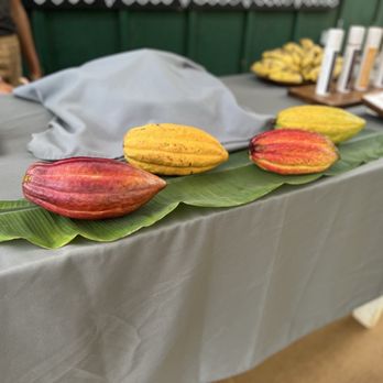 Lydgate Chocolate Tasting Room - Cacao pods at various ripening stages - Chocolatiers & Shops Near Me - Kapaʻa, Hawaii
