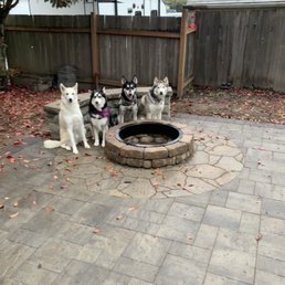 Happy Pups! Happy Pups!