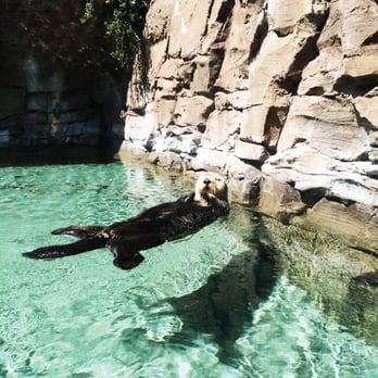 Seattle Aquarium - Sea otter!!! - Aquariums Near Me - Seattle, Washington Seattle Aquarium - Sea otter!!! - Aquariums Near Me - Seattle, Washington