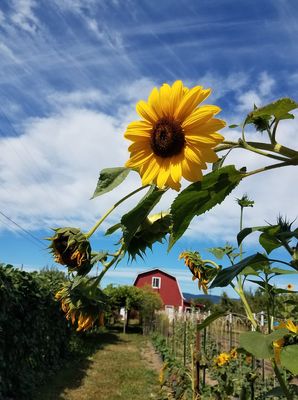 Midway Farms | Fresh Goods | Albany by null