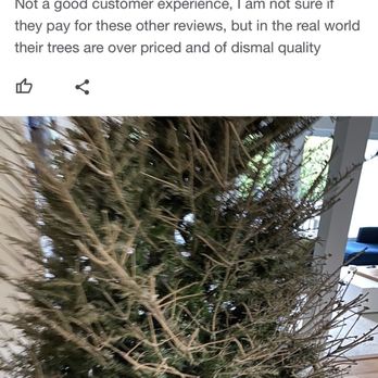 1. Santa's Christmas Trees