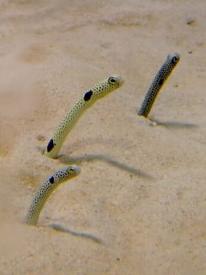 Port Of Nagoya Public Aquarium by null