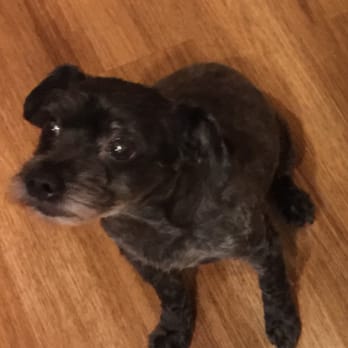 Pet U - RIP CoCo Pipp - Pet Training Near Me - Milwaukee, Wisconsin