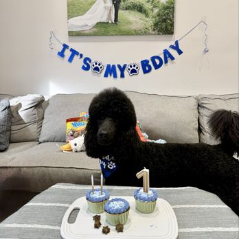 Paws & Joy Pet Bakery - Pet Stores Near Me Paws & Joy Pet Bakery - Pet Stores Near Me