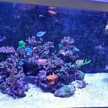 Kona Reef - The Moorish Idol's home. - Local Fish Stores Near Me - Phoenix, Arizona