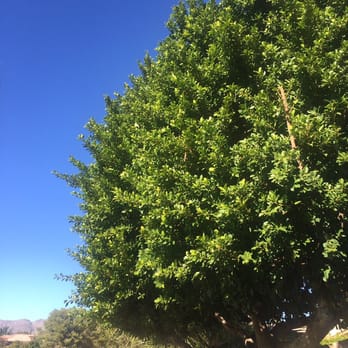 Chips Tree & Landscape - Completely untouched after two visits. - Tree Services Near Me - Glendale, Arizona