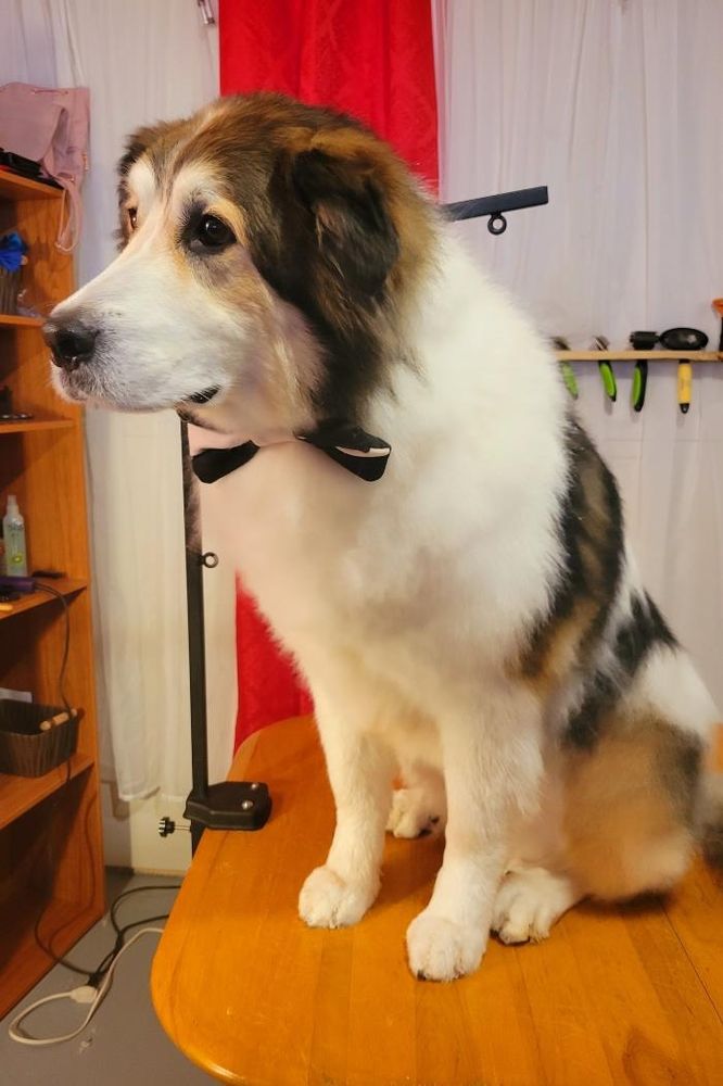 MISS PITOU ET MINOU Updated July 2024 43 Photos 3960 Route de