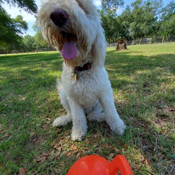Bravo K9 - Pet Boarding Near Me - Lutz, Florida