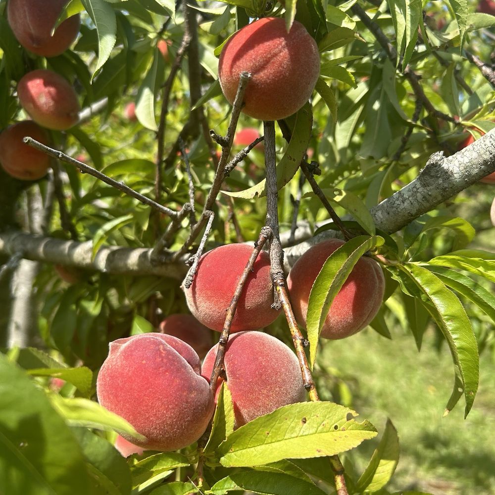 Lyon Farms - Peaches are pretty small right now (June) - Farmers Market Near Me - Creedmoor, North Carolina Lyon Farms - Peaches are pretty small right now (June) - Farmers Market Near Me - Creedmoor, North Carolina