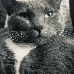 Ready Pet Go Professional Pet Sitting Services