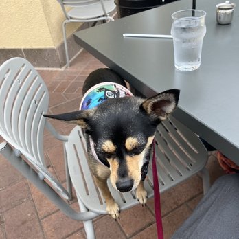 Poached Kitchen - Twigs likes outdoor seating - Breakfast & Brunch Near Me - Irvine, California