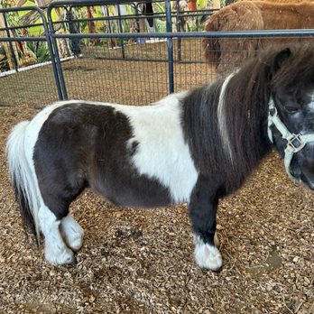 Florida State Fairgrounds - Festivals Near Me - Tampa, Florida Florida State Fairgrounds - Festivals Near Me - Tampa, Florida