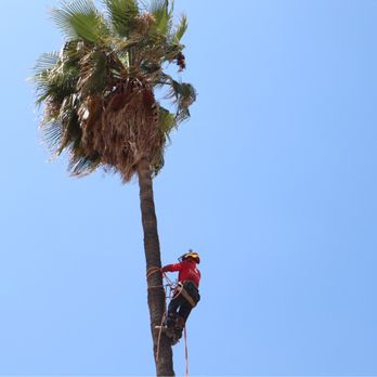 Tree Pros - Tree Services Near Me - Chino, California Tree Pros - Tree Services Near Me - Chino, California