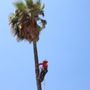 Photo of Tree Pros